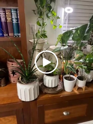 Customer video review of Plant Food