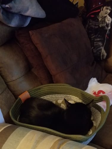 Customer photo review of Instinct Basket | Handwoven & Chemical-Free Cat Territory
