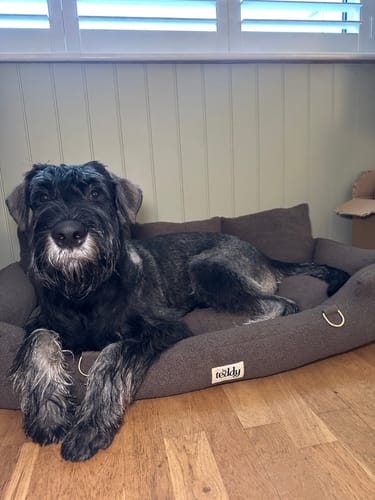 Customer photo review of The XL Cosy Car Seat