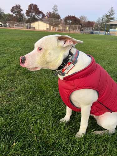 Customer photo review of HELLO Jiby Pet ID Tag