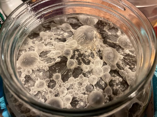 Customer photo review of BAM® Microbial Inoculant, Concentrate