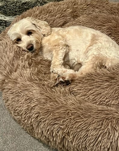 Customer photo review of Calming Donut Bed - Light Brown