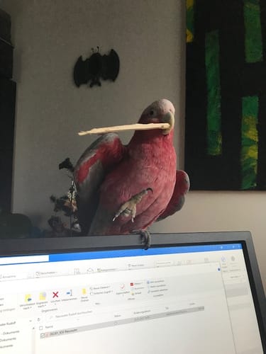 Customer photo review of Rosakakadu Wellnesskorn