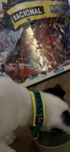 Customer photo review of Neoprene Half-Check Dog Collar with Name - XL | 4Kyon