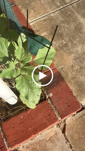 Customer video review of Metal Garden Trellis, 60x25cm