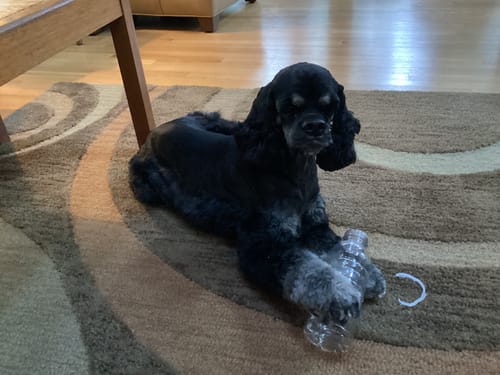 Customer's black cocker spaniel lying on a patterned rug with a plastic bottle.