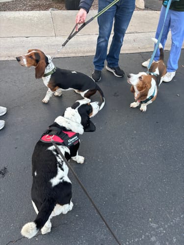 Customer photo review of Tierhood ™ No Pull Harness