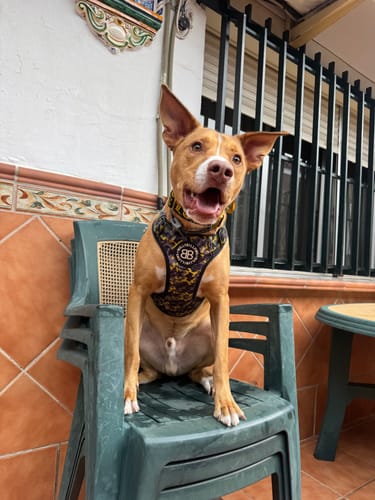 Customer photo review of 4cm LIGHTER Combat® Collar | With Handle Rated Clip - Black, Yellow & Gold