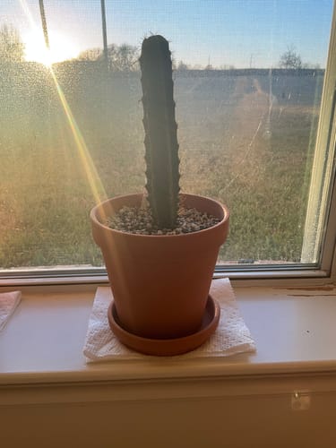 Customer photo review of Trichocereus Bridgesii | Bolivian Torch Cactus