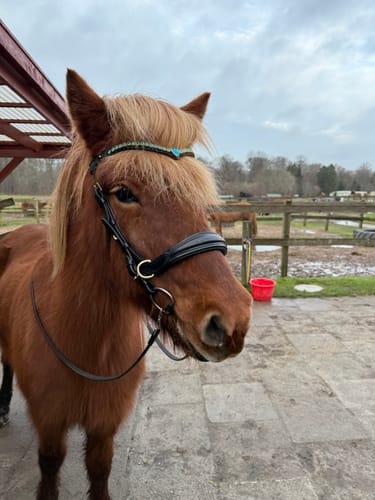 Customer photo review of Oliander Multi Bridle - MASEGO bit to bitless system