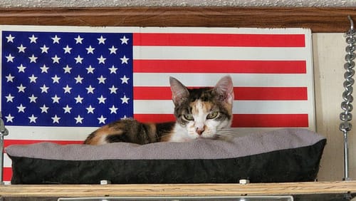 Customer photo review of 5x Blisso Advanced Cat Probiotic (Buy 2 Get 3 Free)