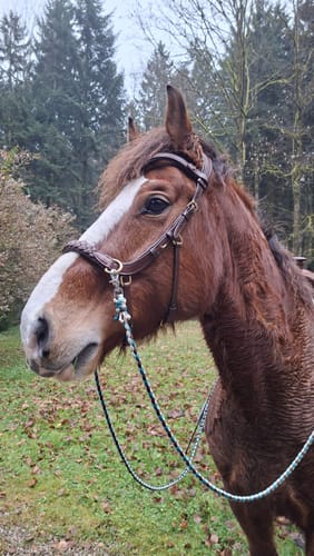Customer photo review of Odessa bonita Multi Bridle padded - MASEGO bit to bitless system