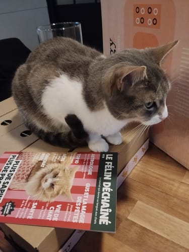 Le chat gris et blanc du client, qui se régale des Croquettes Sans Céréales au Poulet.