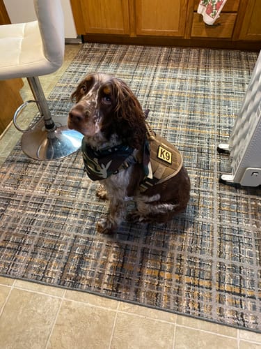 Reviewer's dog Rusty sits in a kitchen wearing the tan Team K9 Tactical No-Pull Dog Harness.