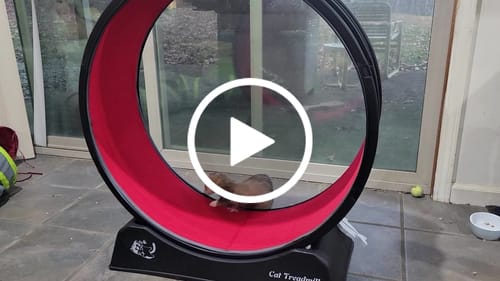 Customer video review of Coziwow 31.5''D Cat Running Treadmill
