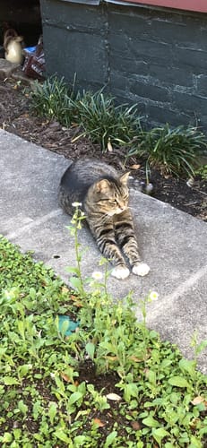 Customer photo review of Better Breathing Respiratory Support Formula for Cats, 30-Day Supply