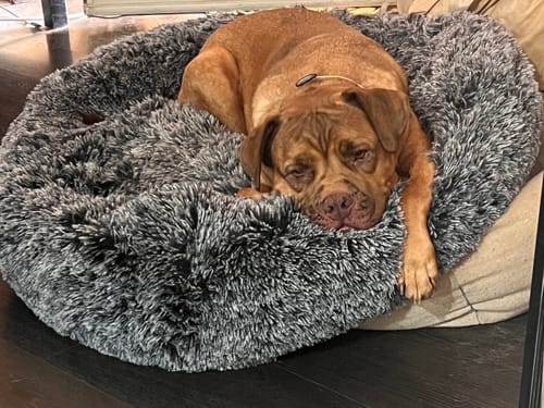 Customer's large brown dog resting comfortably in the shaggy charcoal Calming Pet Bed.