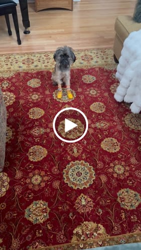 Customer video review of WagWarmers