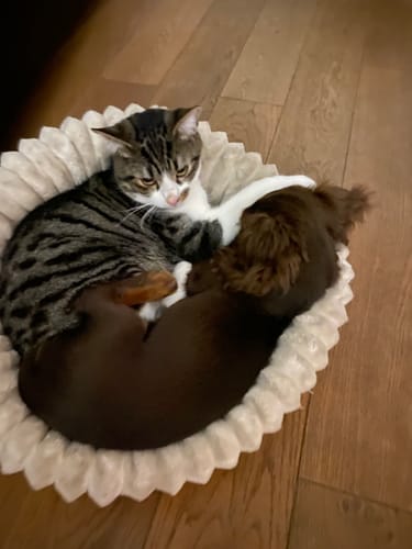Avis d'un client : un chat tigré et un chiot brun blottis dans un panier sur un plancher en bois.