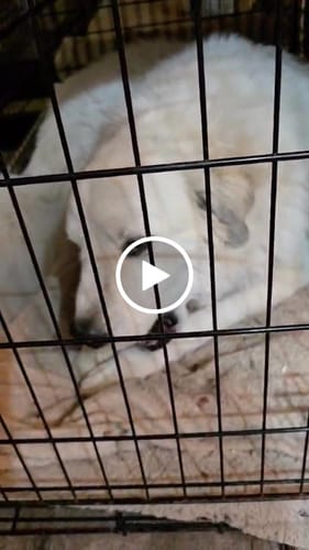 Customer video review of Ostrich Foot Bone (7" x 3.5"): The Flavorful & Long-Lasting Chew for Medium to Large Dogs