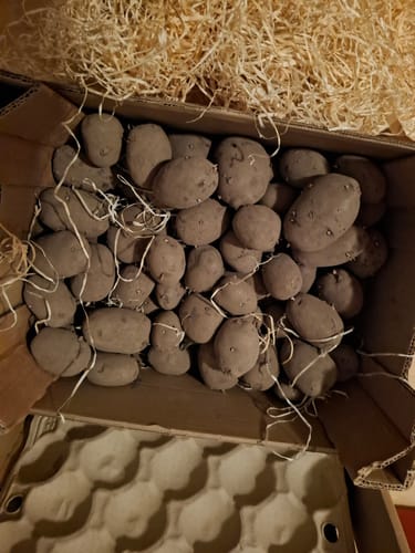 Rezensent zeigt die gelieferten „Purple Rain“-Kartoffeln, die in einer mit Holzwolle gefüllten Kiste gekeimt sind.