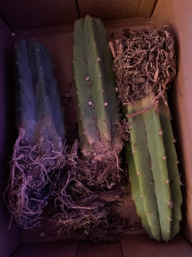 Customer photo review of Imperfect Trichocereus Pachanoi | Imperfect San Pedro Cactus