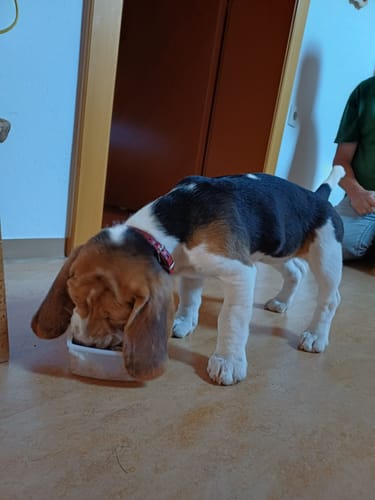 Customer photo review of Frischfutter für Energiebedarf von 726 kCal/Tag