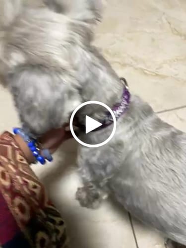 Customer video review of Collar personalizado para Mascota: Corazones