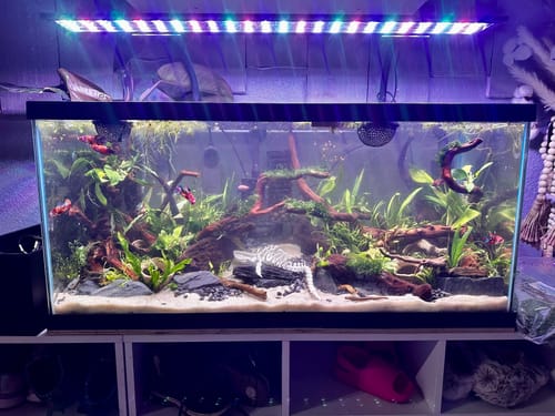 Customer photo review of Koi Nemo Black Base Female Betta Fish Sorority | Successful Sorority Pack