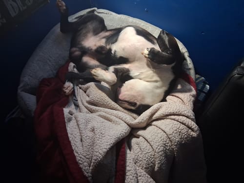 Customer photo review of Squeaky Gems