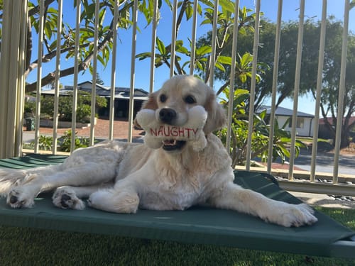 Customer photo review of Bark Treats Value Box - Aussie Taste Adventure!