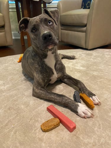 Customer's brindle dog lying on a rug with a collection of colorful Long-Lasting Yak Chews.