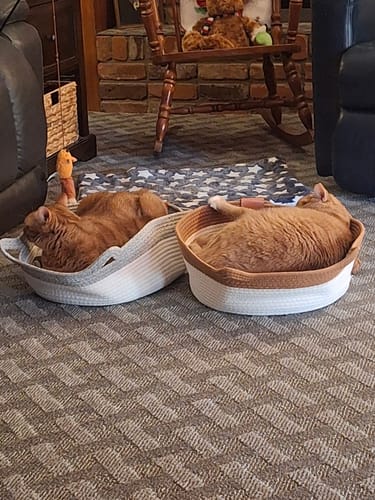 Customer photo review of Instinct Basket | Handwoven & Chemical-Free Cat Territory