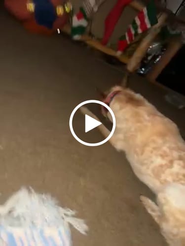 Customer video review of Smoked Beef Marrow Bone