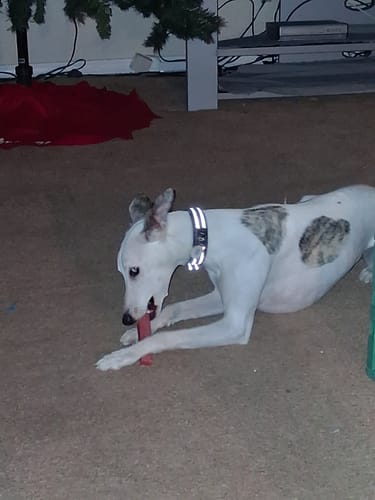 Customer's whippet lying on the floor and chewing on a red, strawberry-flavored Long-Lasting Yak Chew.