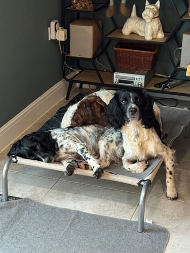 Customer photo review of HiK9 Bed with Fawn Mesh Cover