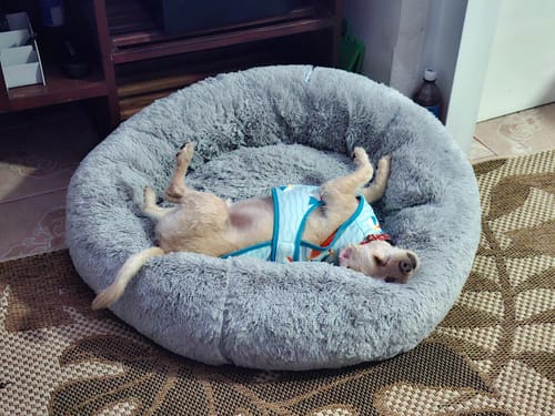 El perro de un cliente duerme boca arriba en la cómoda Cama Antiestrés gris y esponjosa.