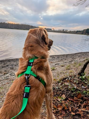 Customer photo review of Tesla City Leash (Hands-Free)
