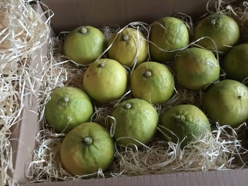 Ein Kunde zeigt die gelieferten, noch etwas grünen Bio-Bergamotten in der offenen Versandbox.