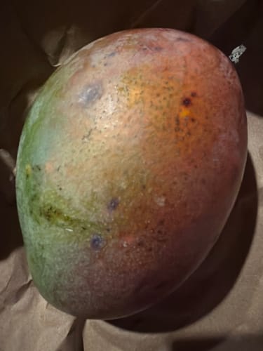 Kunde zeigt eine große, feste Riesenmango mit grün-roter Schale in der Verpackung.