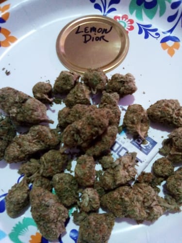 Customer photo review of Lemon Dior - Exotic THCA