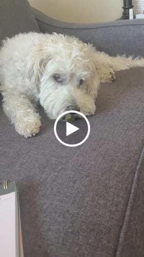 Customer video review of Long-Lasting Yak Chews — 4 Flavor Pack