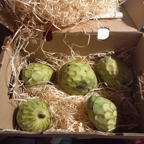 Rezensent zeigt fünf Cherimoya Bio Früchte, die in einer Kiste mit Holzwolle gut verpackt sind.