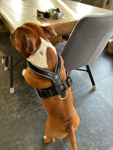 Customer photo review of Slip on Harness | Foam Padded - Black