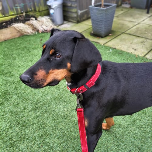 Customer photo review of FIDA Heavy Duty Dog Leash