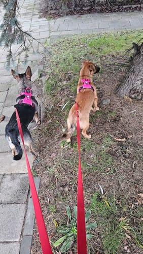 Customer photo review of Air Harness | Anti-Pull & With Handle - Carminerose