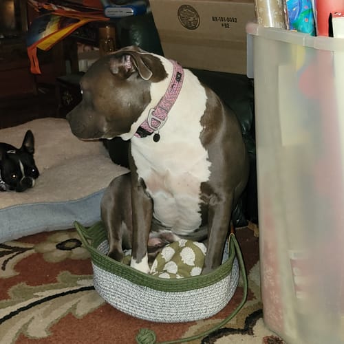 Customer photo review of Instinct Basket | Handwoven & Chemical-Free Cat Territory