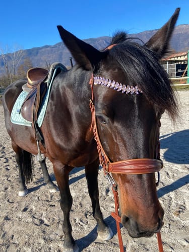 Customer photo review of Viva browband