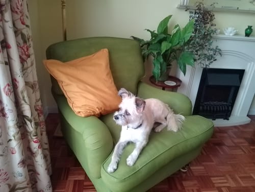 Customer photo review of Fabric Paint -- Olive