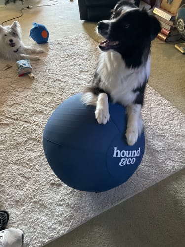 Customer photo review of Herding Ball